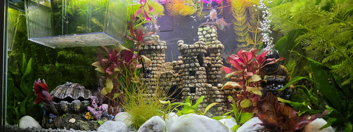 aquarium Ciano Nursery