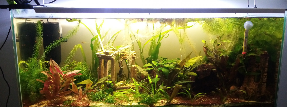 aquarium Futur jardin statuaire