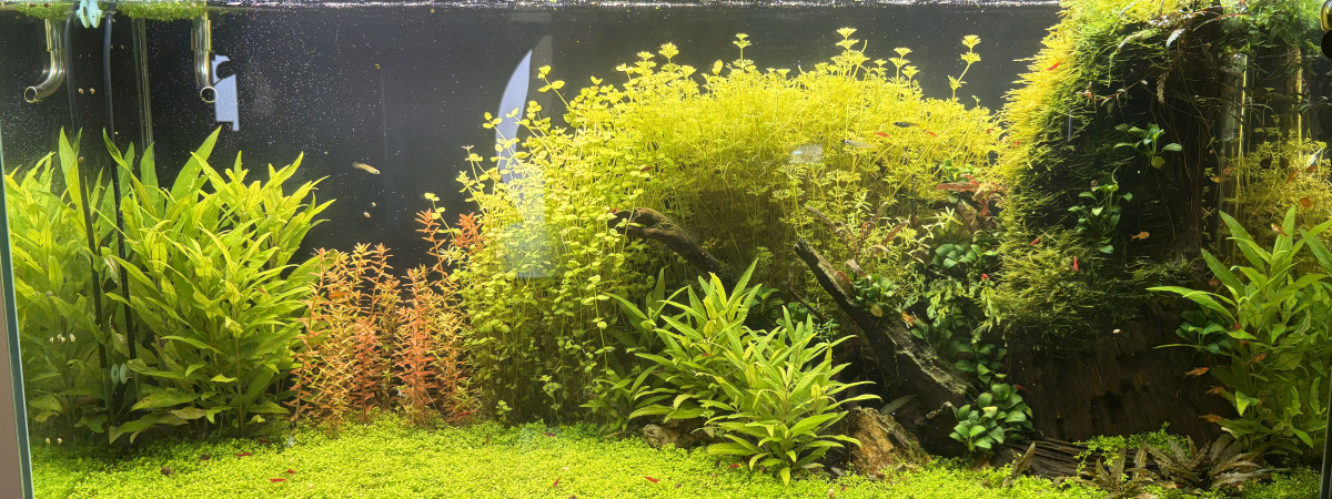 aquarium 250 litres