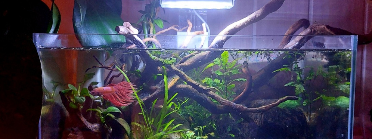 aquarium 23l pour Betta Phenix