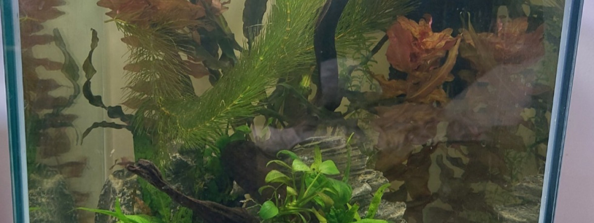 aquarium 40l Betta Plakat Akuma