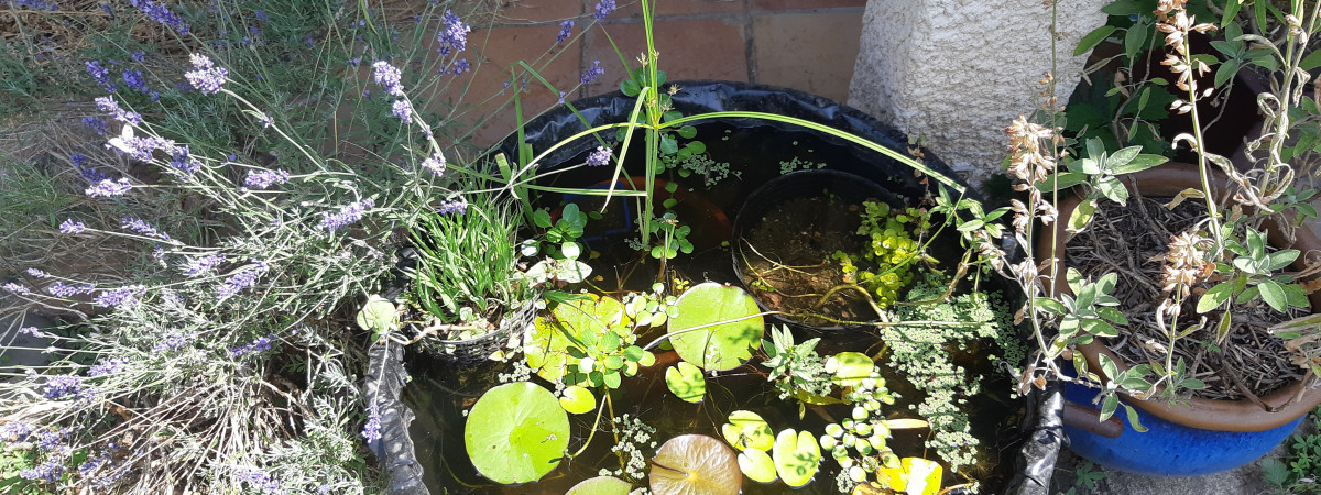 aquarium Mini bassine 3