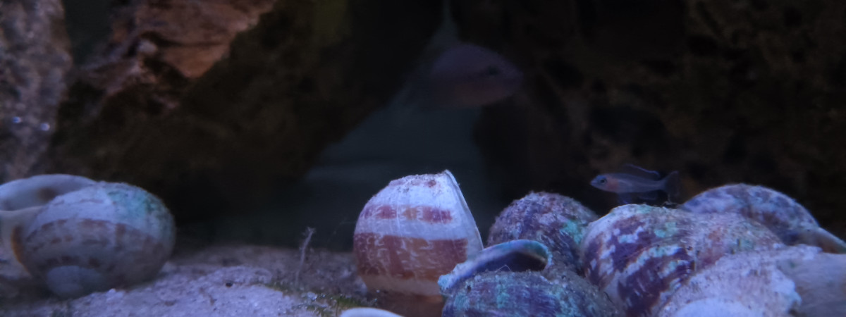 aquarium Tanganyika daffodils