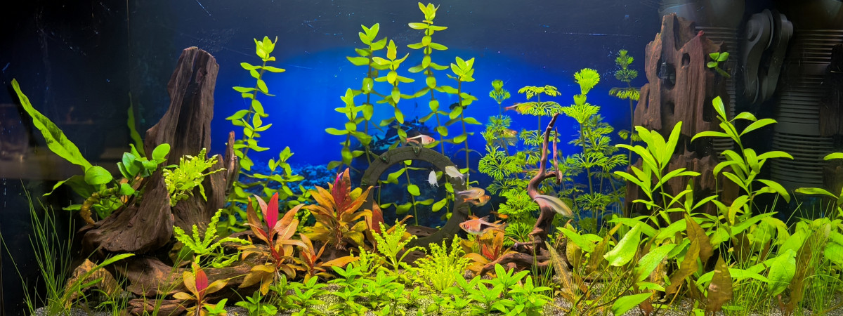 aquarium Stargate Aqua SG-Aq