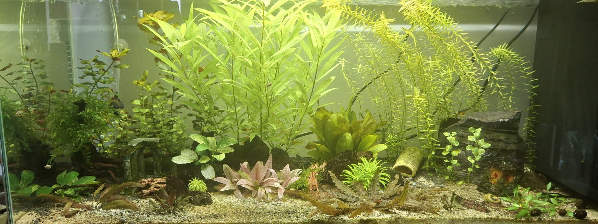 aquarium 80L