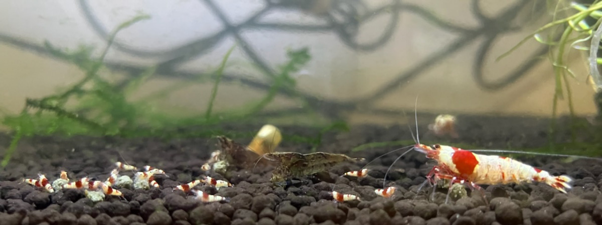 aquarium Red crystal