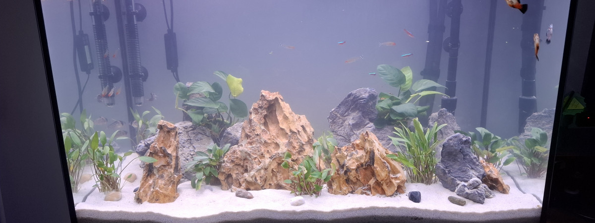 aquarium Mon aquarium