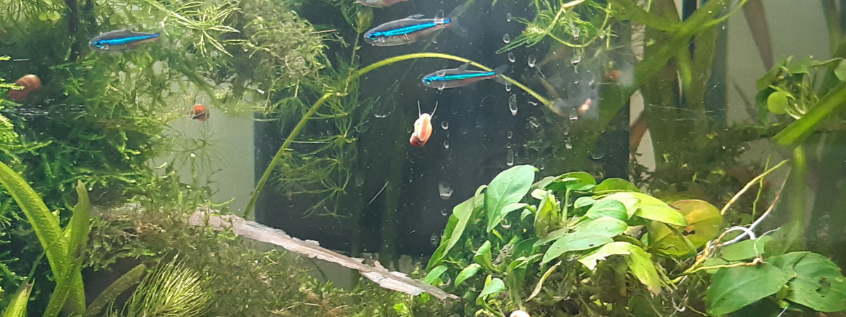 aquarium Aqua1