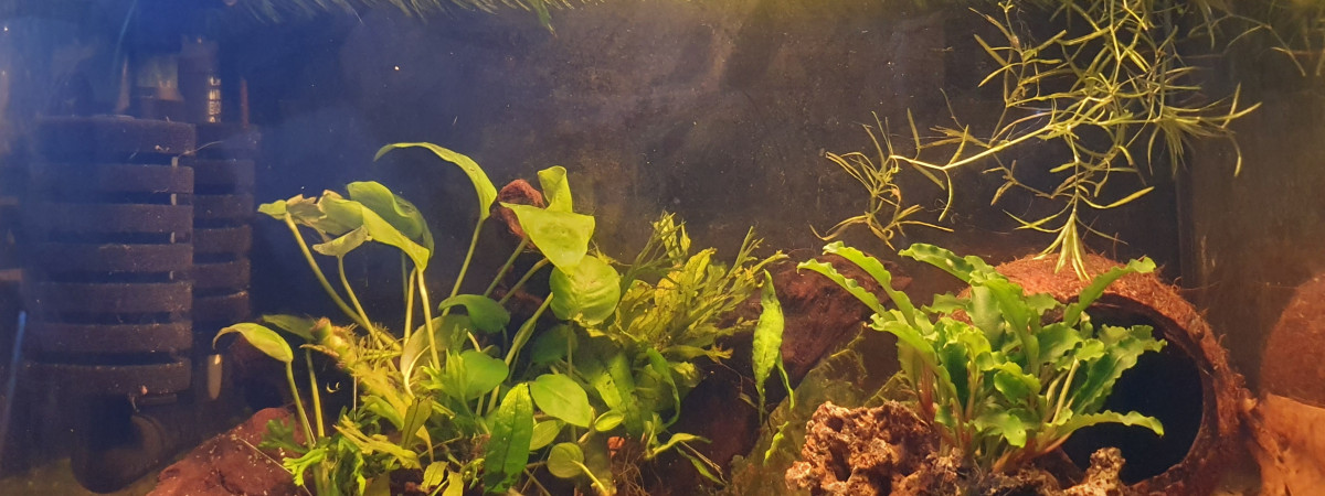 aquarium Vert pomme
