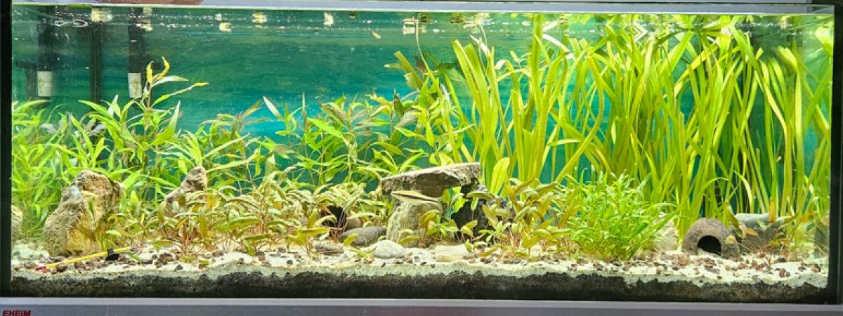 aquarium Bac communautaire