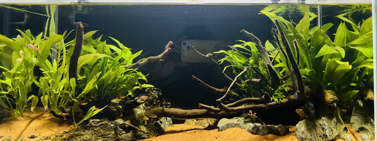 aquarium Premier bac