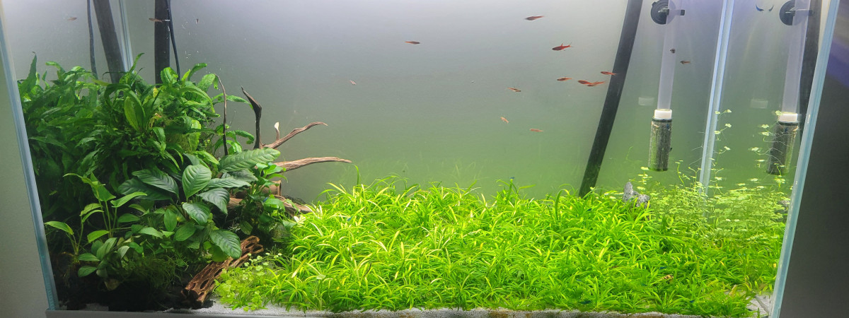 aquarium Aquarium 120l Aquael Optiwhite Blue Velvet et boraras brigittae