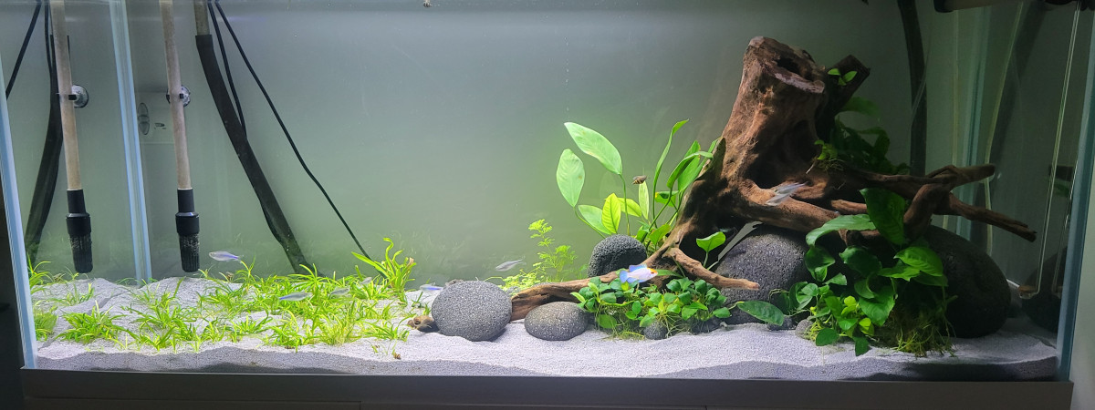 aquarium Aquarium 240l Aquael Optiwhite Simulans ramirezi et ancistrus snow white long fin