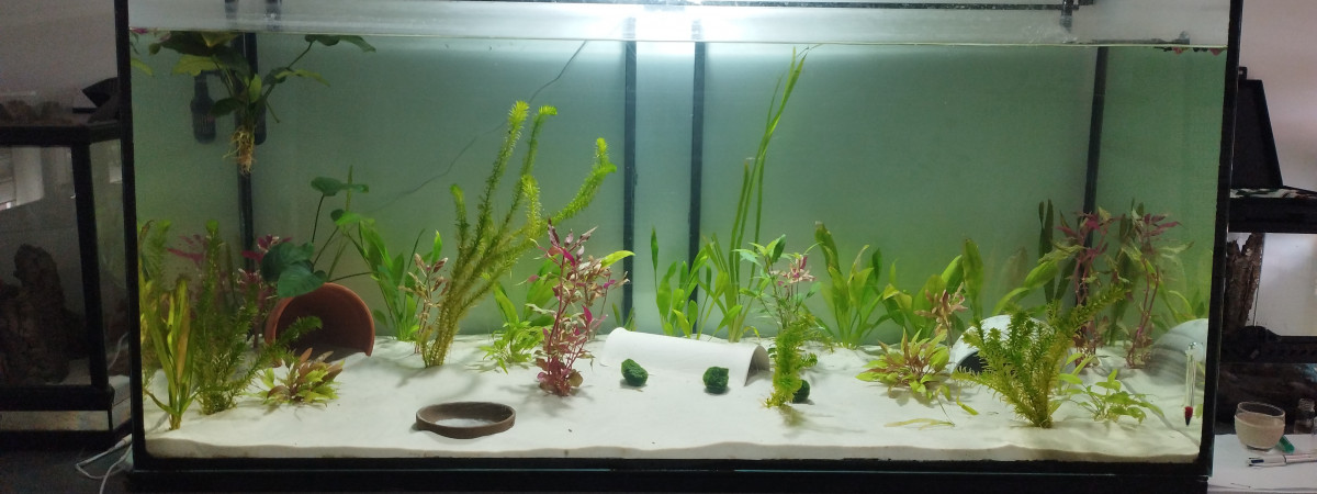 aquarium Aqua axolotls 500L
