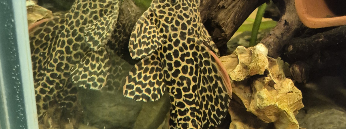 aquarium 600l