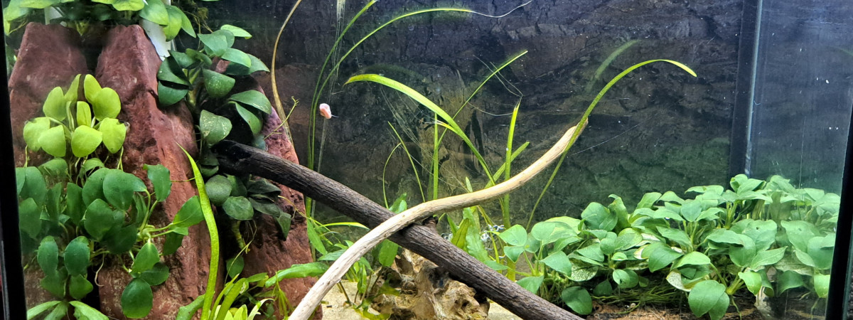 aquarium 30L Neocaridina blue velvet