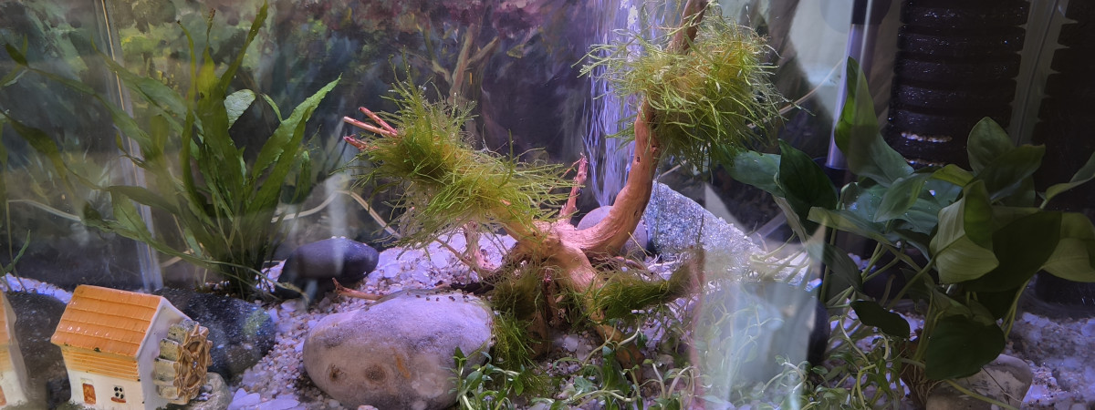 aquarium Aquarium