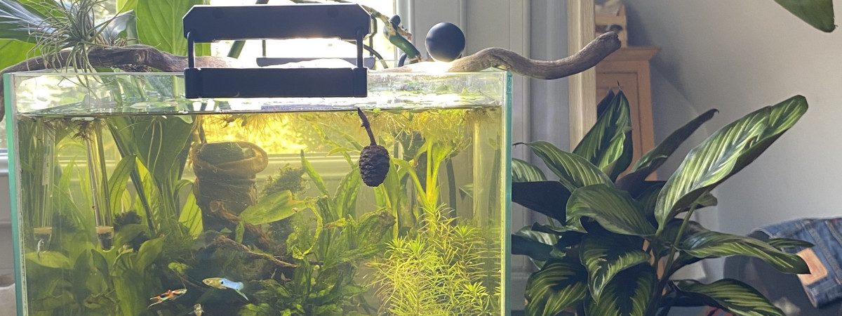 aquarium 30l biotope asiatique