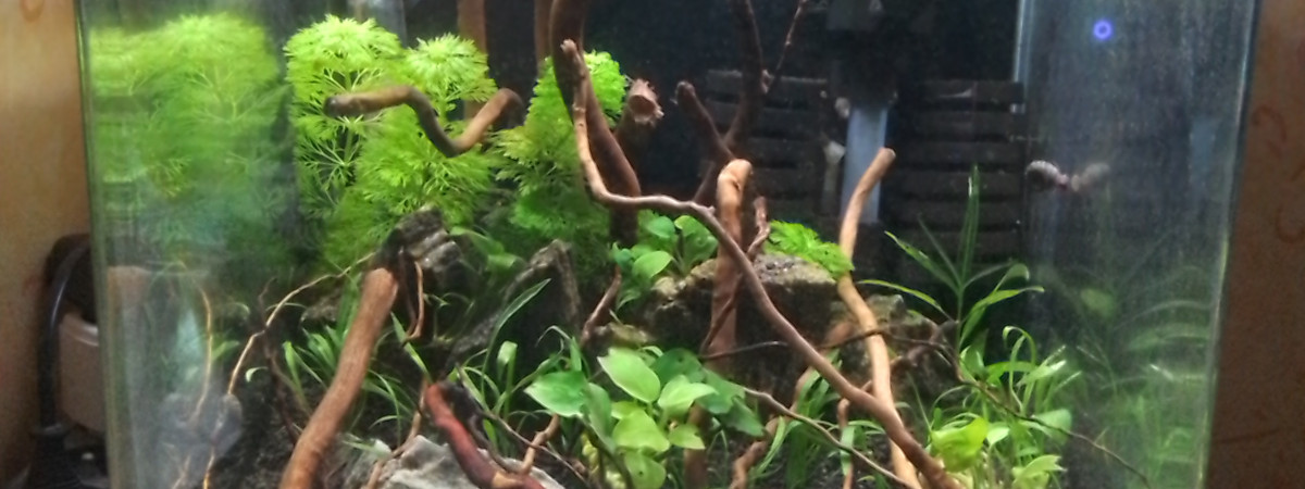 aquarium Bac 30 L