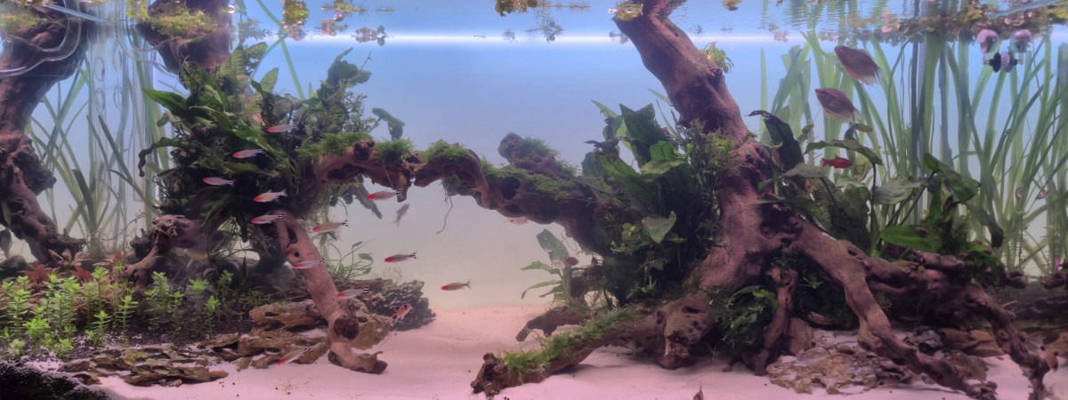 aquarium Mon bac