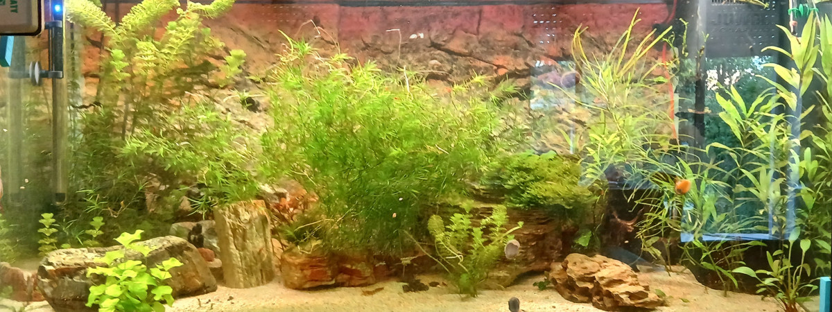 aquarium Juwel Rio 350