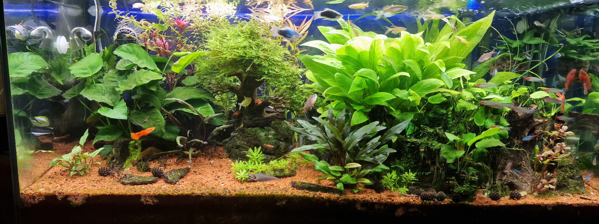 aquarium Salle à manger