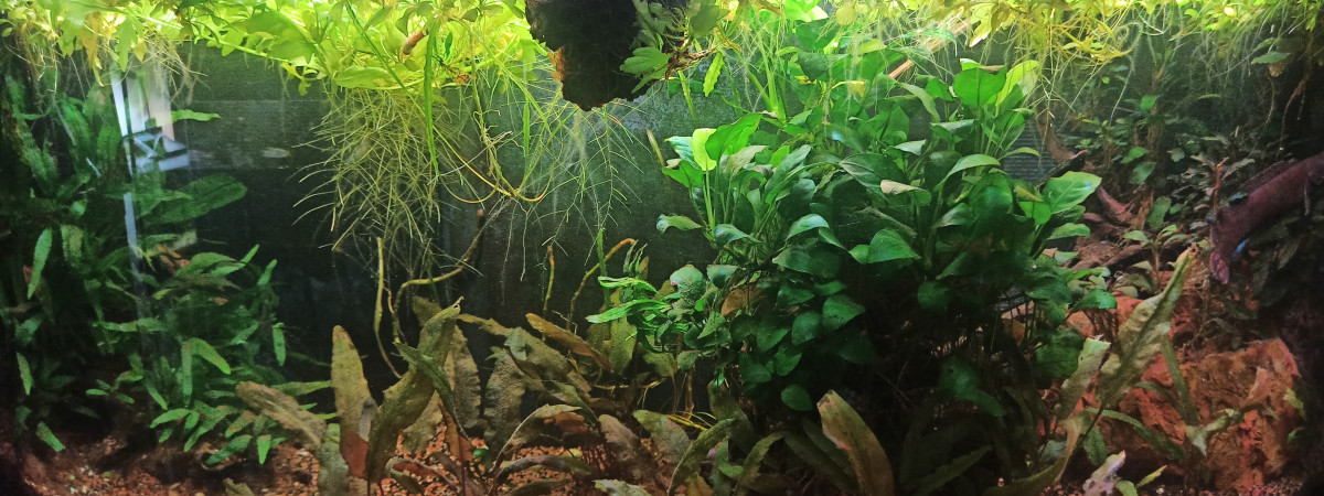 aquarium Mon aquarium à Channa bleheri