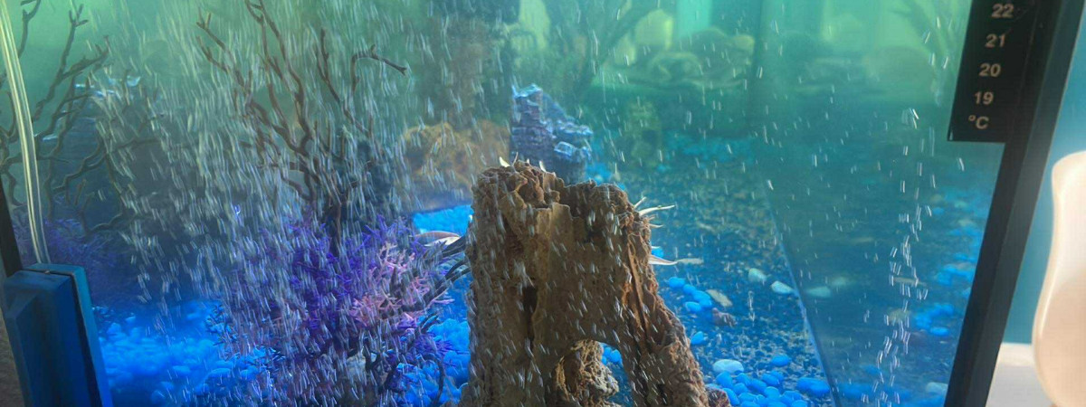 aquarium Multi race