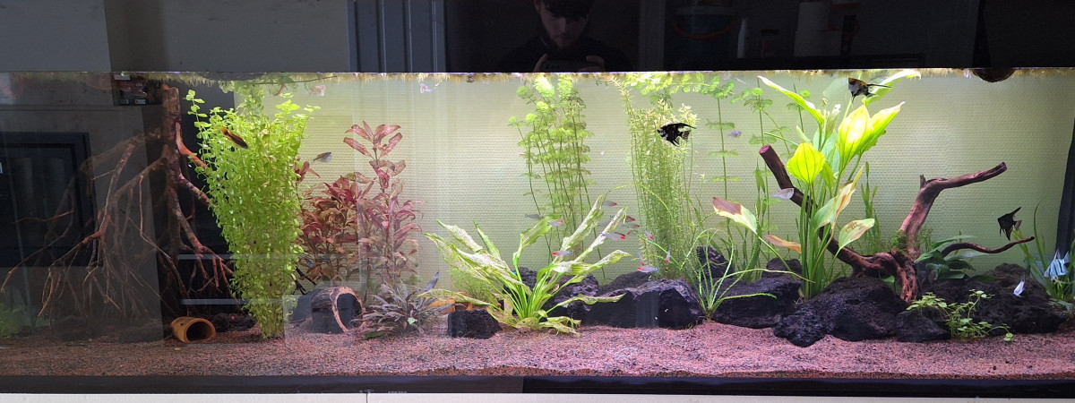 aquarium Aquarium 500L