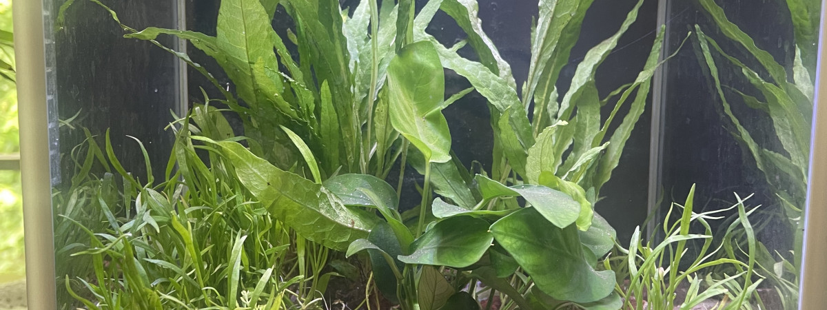aquarium Cube 10l net 14l brut