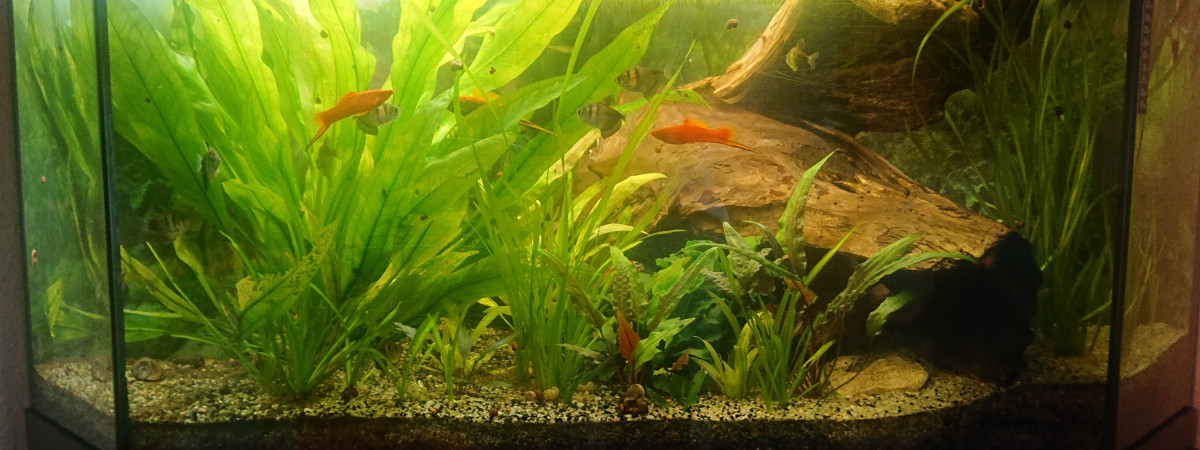aquarium Angle