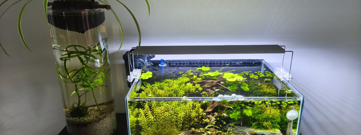 aquarium Red cherry