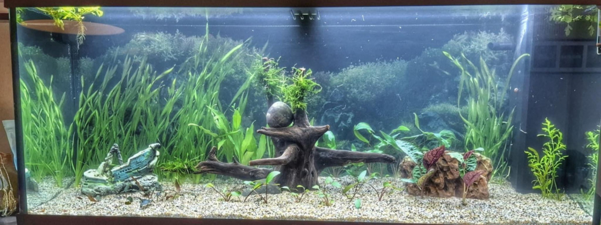 aquarium Juwel 240 Fred