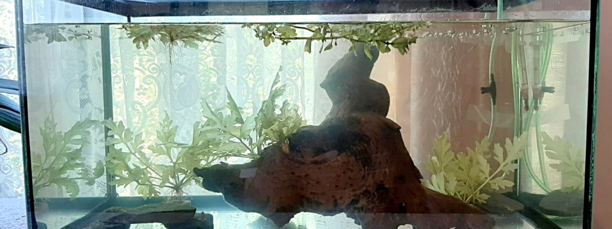 aquarium Aqua Red Cherry