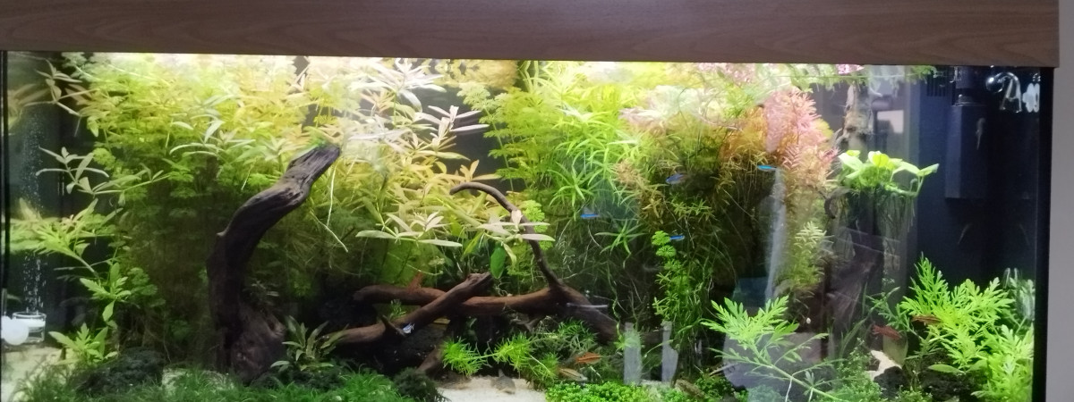 aquarium Rio 240
