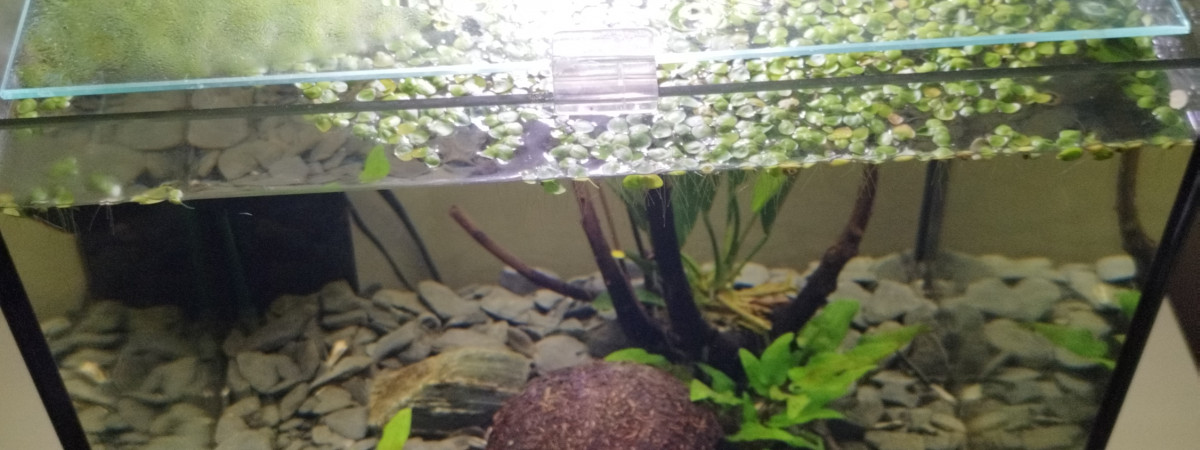 aquarium Betta d Arthur