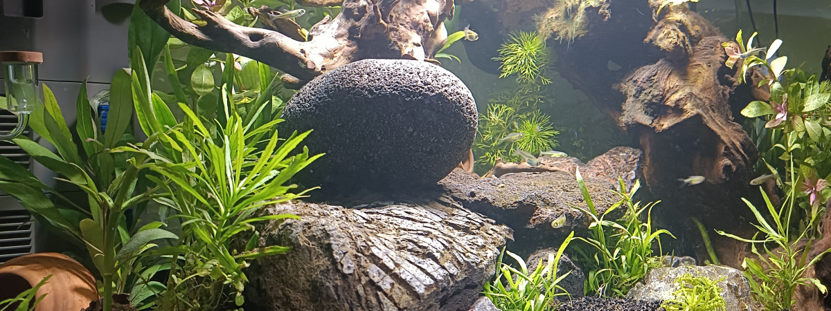 aquarium Biotope asiatique