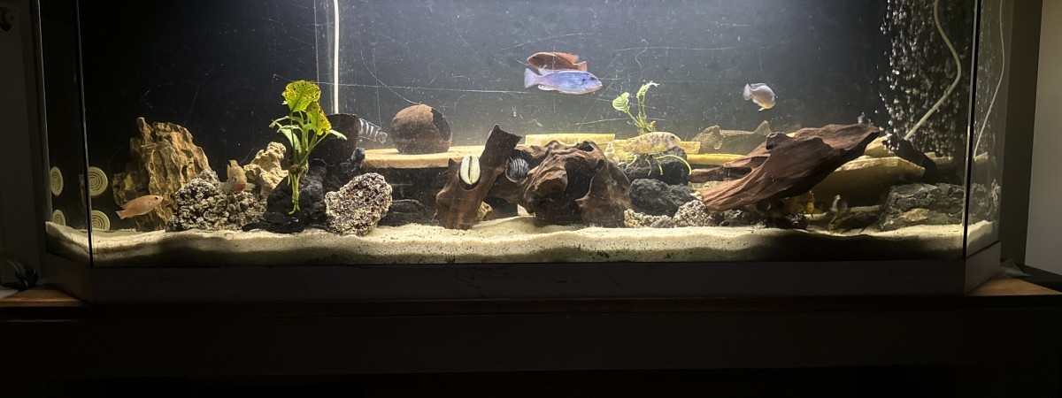 aquarium Cichildee