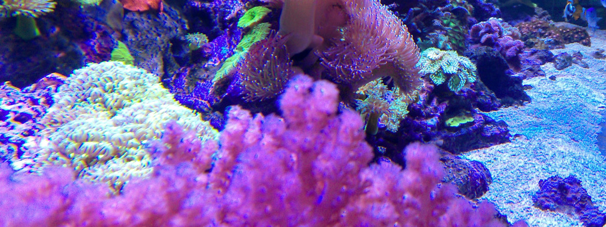 aquarium Récif