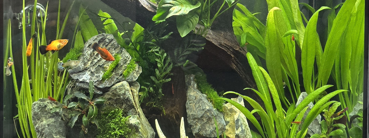 aquarium Varedra