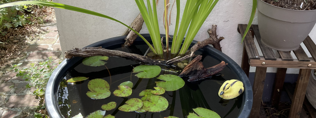 aquarium Mini bassin