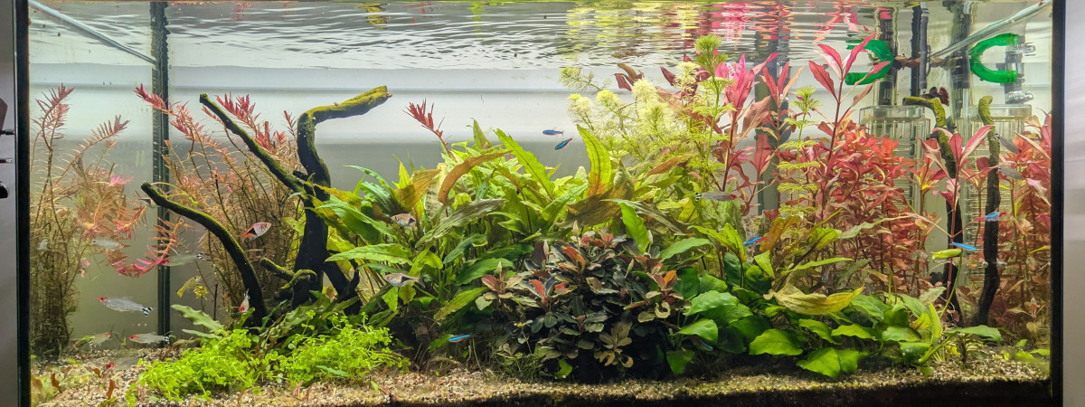 aquarium Juwel Primo 110