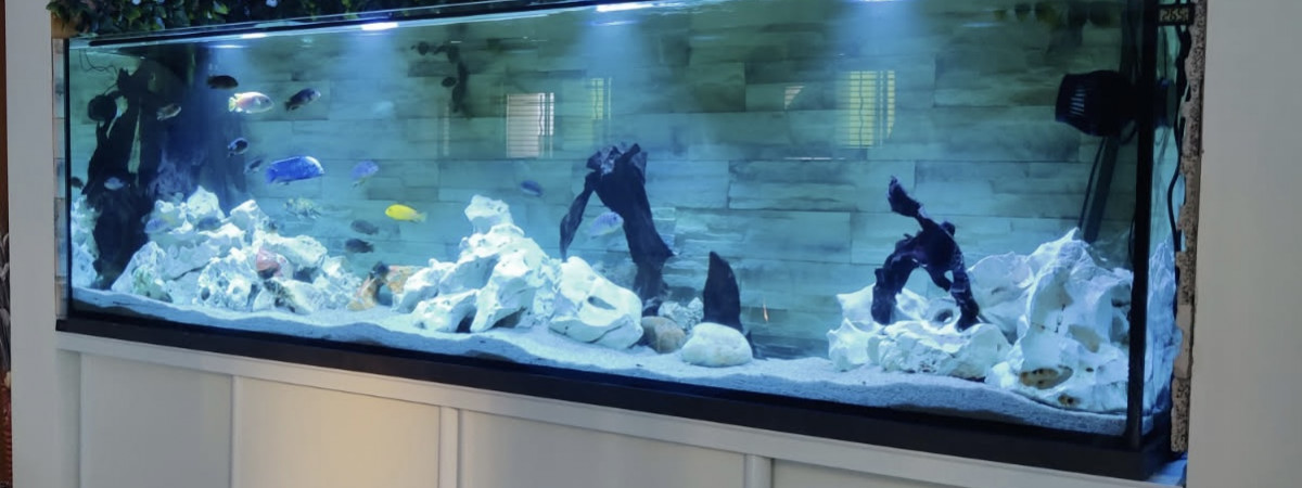 aquarium 1000 litres