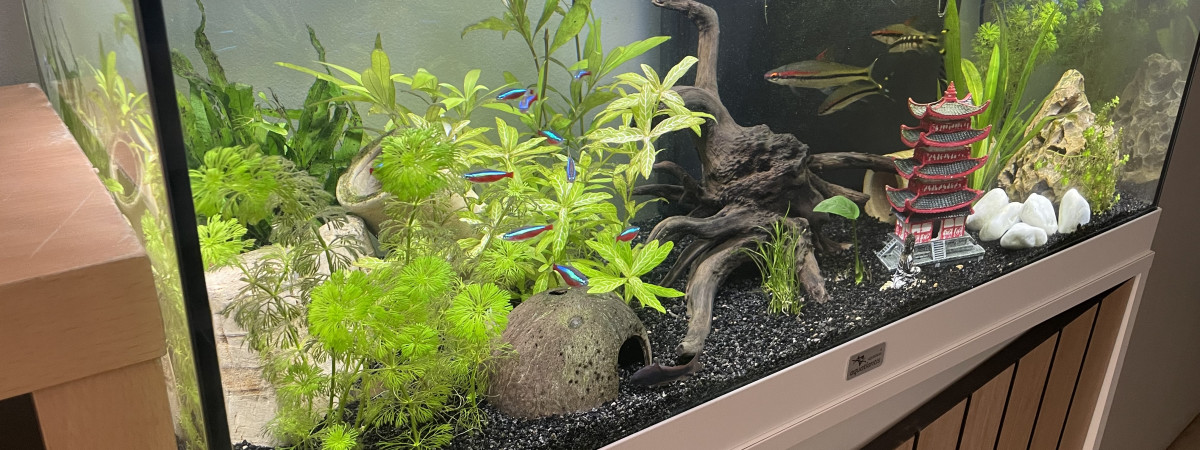 aquarium La fosse aux poissons
