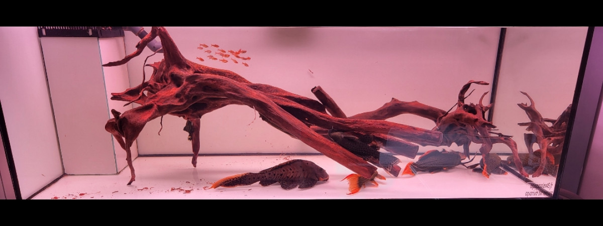 aquarium bac a pseudacanthicus