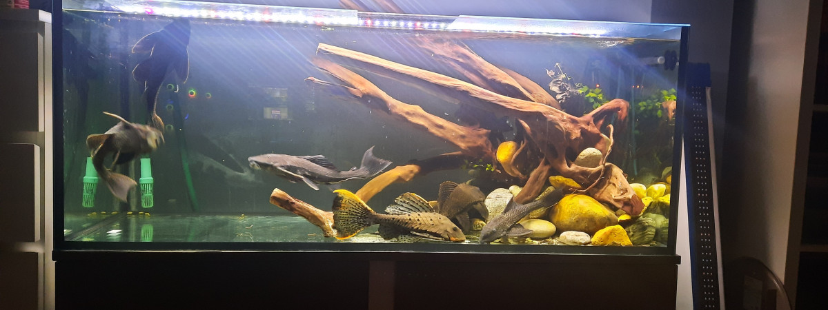 aquarium aquarium eheim