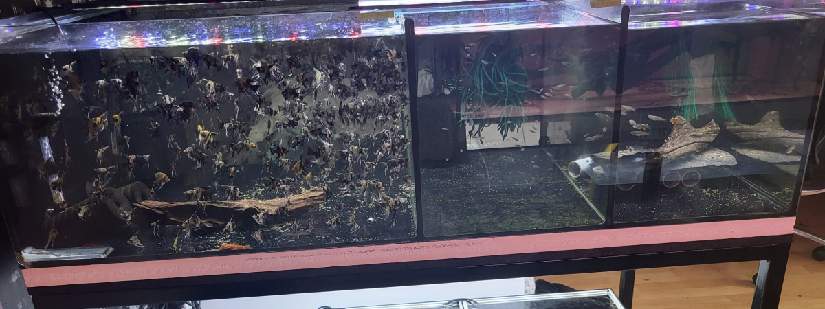 aquarium batterie 1