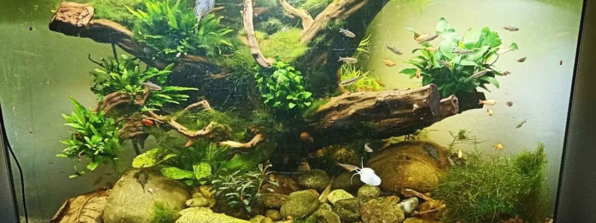 aquarium Rivière asiatique