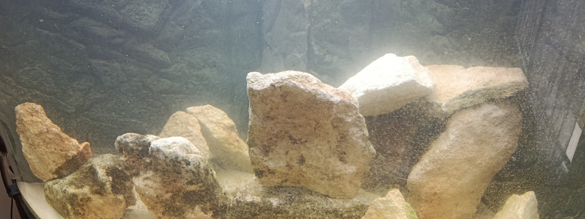 aquarium Malawi