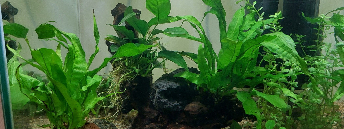 aquarium 30 L
